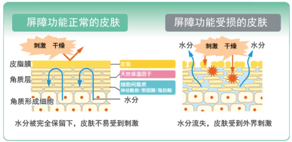 干、癢、紅、腫？別慌涂護膚品，先看看皮膚屏